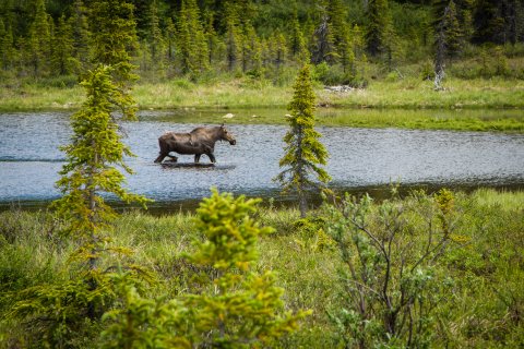 Alaska Reise - Elch im Denali NP