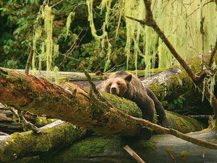 Kanada Reise - Grizzlybaer am Knight Inlet, Campell River