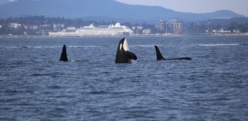 Kanada Reise - Orcas in Juan de Fuca