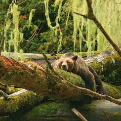 Kanada Reise - Grizzlybaer am Knight Inlet, Campell River