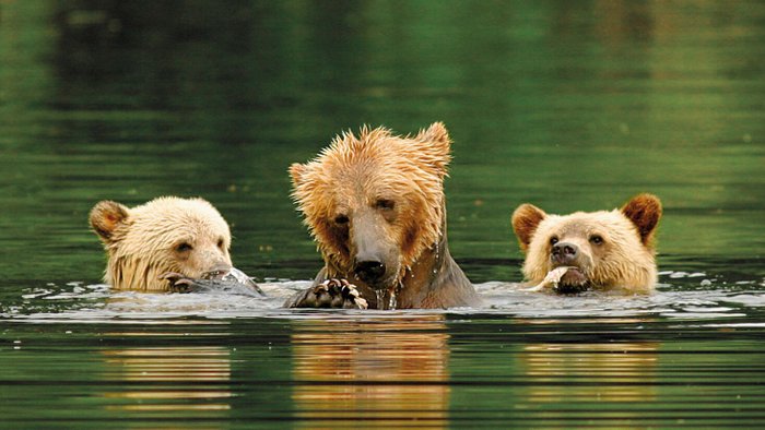 Kanada Reise - Grizzlybaeren im Knight Inlet Lodge, Campbell River