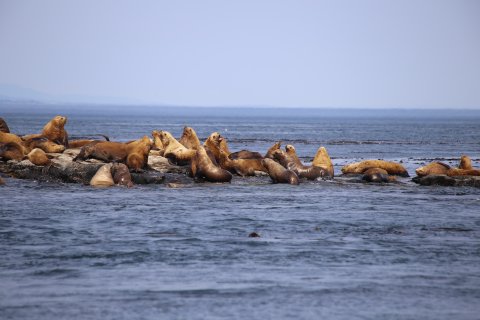 Kanada Reise - Seelöwen in Juan de Fuca