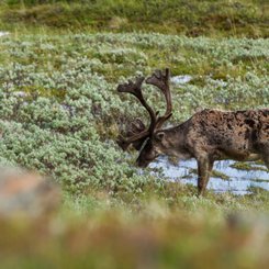 Alaska Reise - Karibu in Denali NP