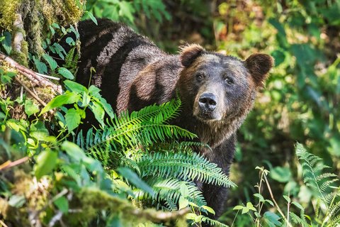 Kanada Reise - Bär in Lund