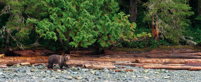 Kanada Reise - Bear in Port Mc Neill