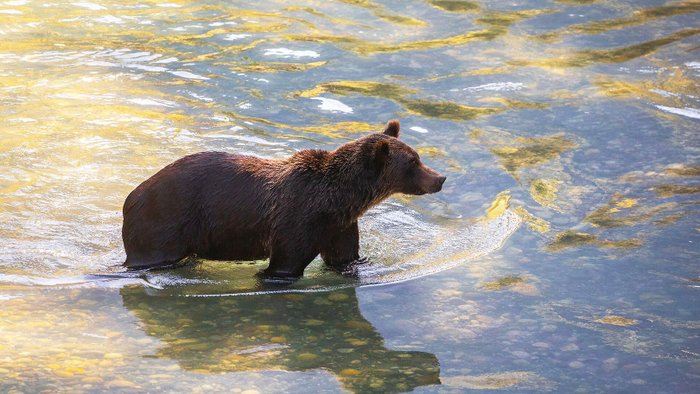 Kanada Reise - Bär im Wasser