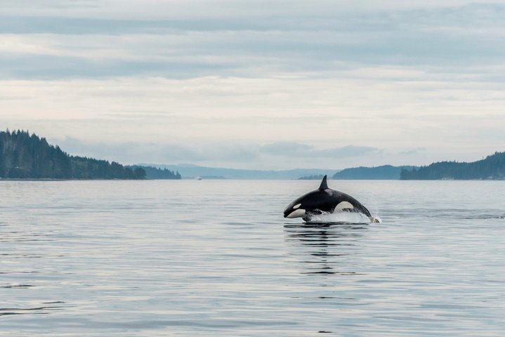 Kanada Reise - Orka im Port Mc Neill