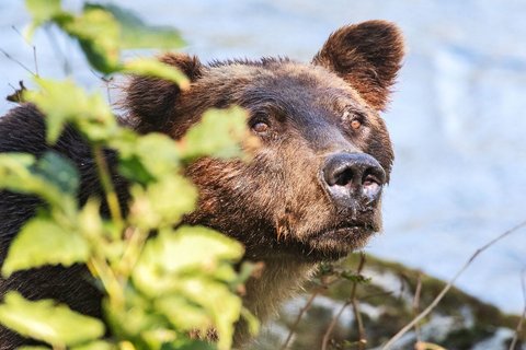 Kanada Reise - Bär in Lund