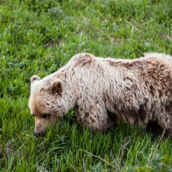 Alaska Reise - Braunbär im Denali NP