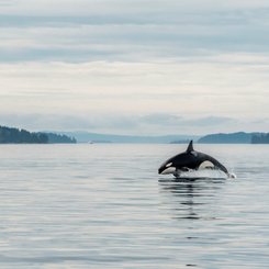 Kanada Reise - Orka im Port Mc Neill