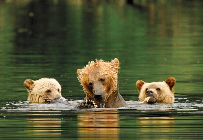 Kanada Reise - Grizzlybaeren im Knight Inlet Lodge, Campbell River