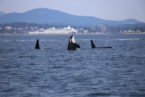 Kanada Reise - Orcas in Juan de Fuca