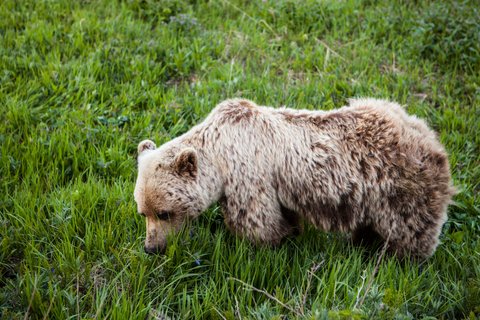 Alaska Reise - Braunbär im Denali NP