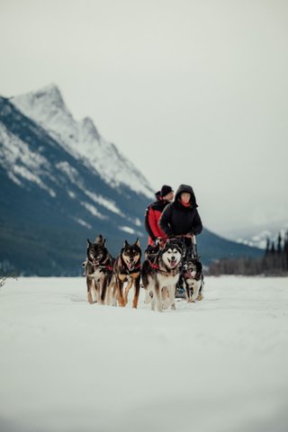 Kanada Reise - Hundeschlitten, Yukon