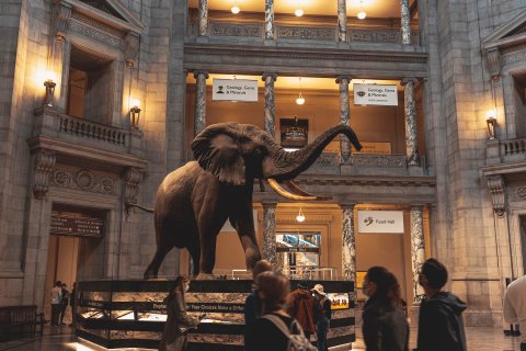 USA Reisen - Smithsonian Nationalmuseum für Naturgeschichte