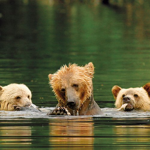 Kanada Reise - Grizzlybaeren im Knight Inlet Lodge, Campbell River