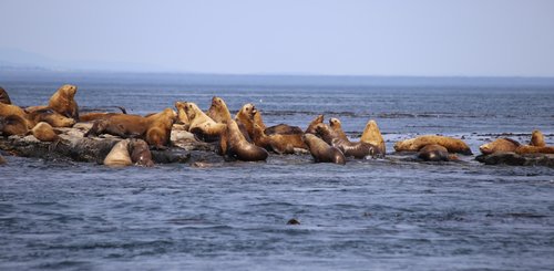 Kanada Reise - Seelöwen in Juan de Fuca