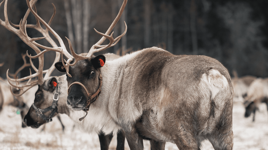 Alaska Reise - Tier in Fairbanks